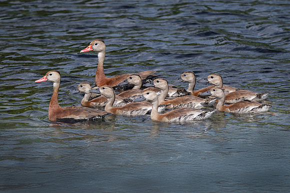 Whistling Ducklings