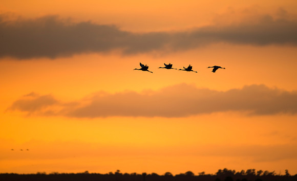 Four Sandhill Cranes at PPSP Sunset