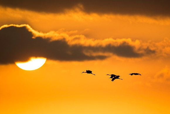 Four Sandhill Cranes at PPSP Sunset 3