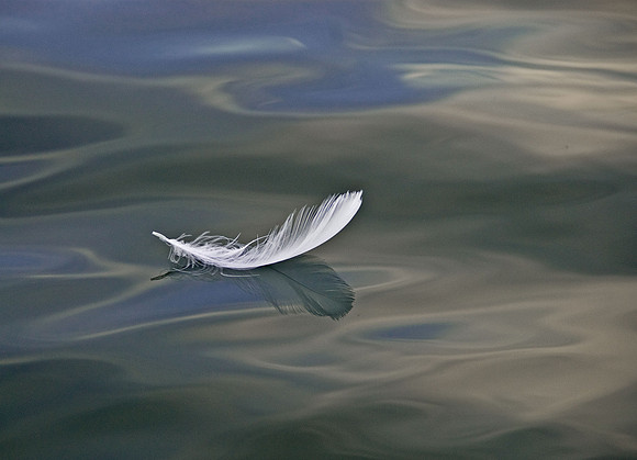 Feather on Lake Montclair, VA