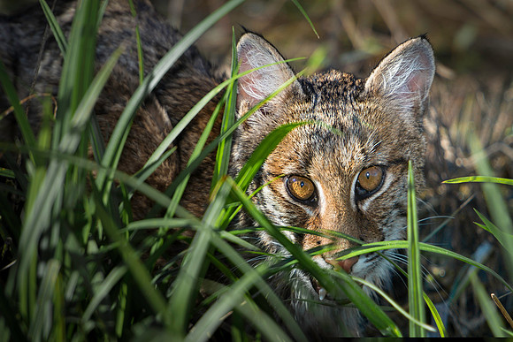 Bobcat on the Prairie
