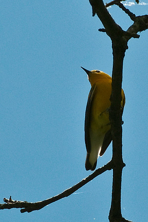 Prothonotary Warbler