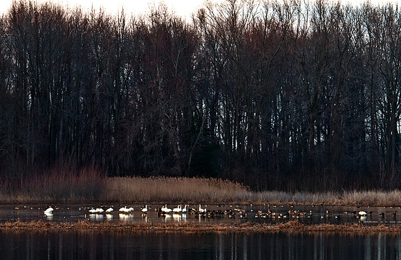 Bombay Hook Swans
