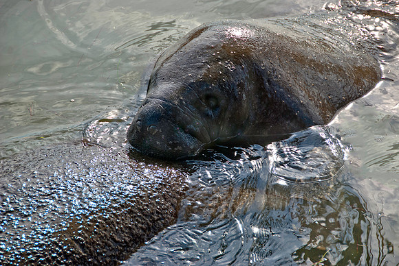 Young Manatee on Mothers Tail