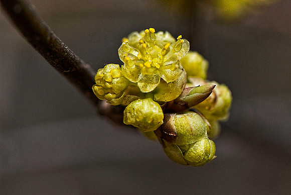 Spring Blooms