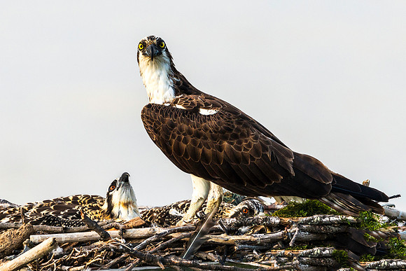 Looking Up to Mom Ospey