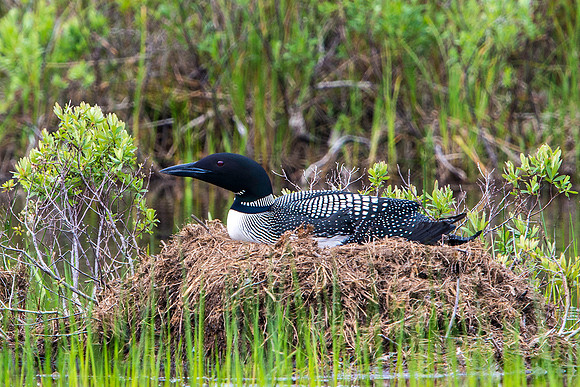 Common Loon on Nest