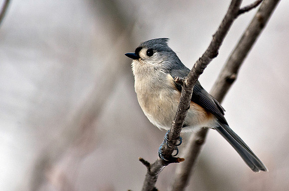 Titmouse