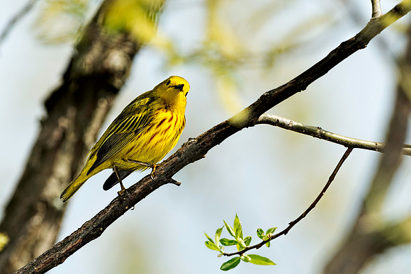 Yellow Warbler