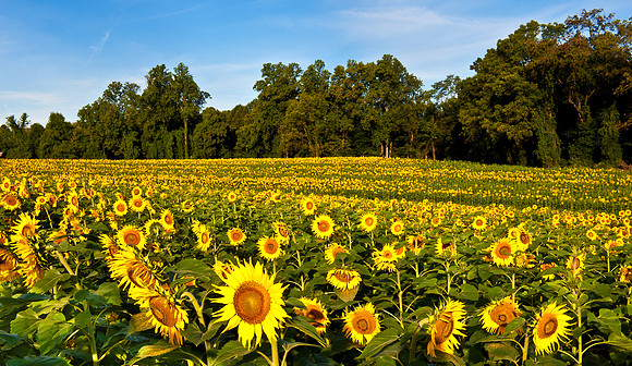 Field of Sunflowers