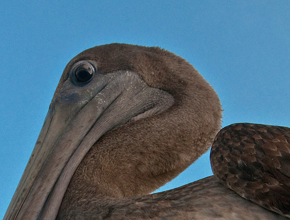 Pelican Profile