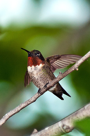 Ruby-throated Hummingbird Photographed during Hurricane Irene