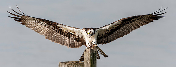 Female Osprey Landing on Piling