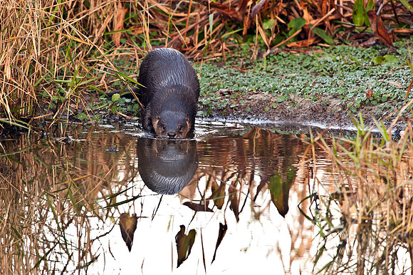 Otter Entering Water