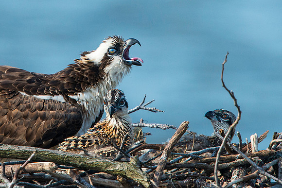Female Osprey and Her Chicks