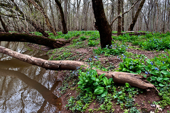 Bluebells on Cedar Run