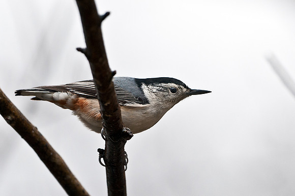 White Breasted Nuthatch