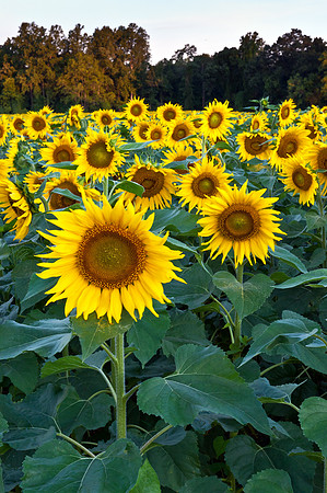 Sunflowers Before the Sun Rose Above the Horizon