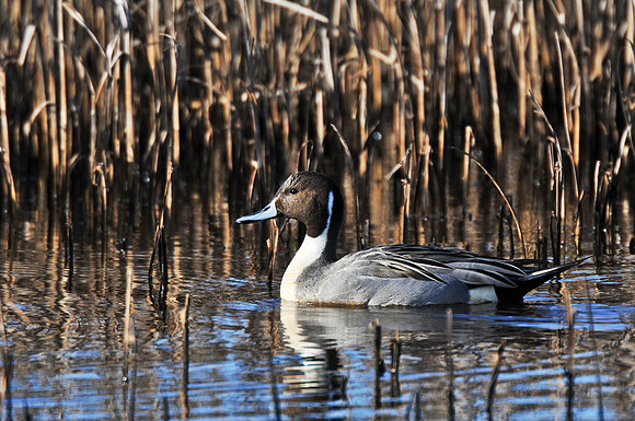 Pintail Duck