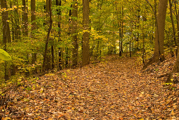 Prince William Forest, VA