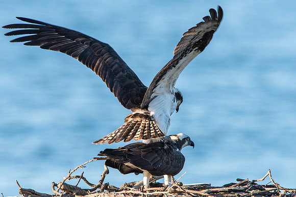 Ospreys Mating