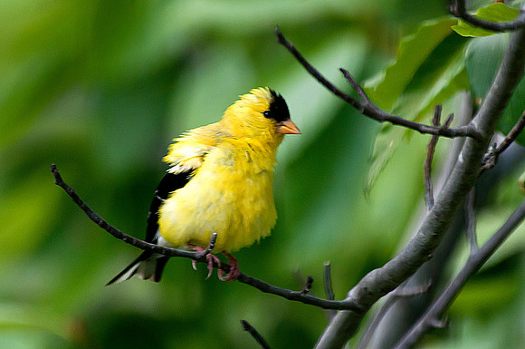 American Goldfinch