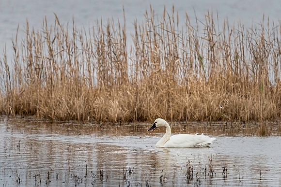 Tundra Swan
