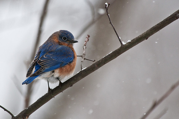 Bluebird during Snowfall