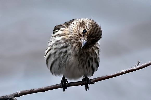 American Goldfinach