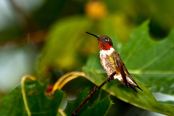 Ruby-throated Hummingbird Photographed during Hurricane Irene