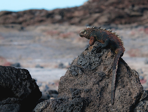 Marine Iguana on Chinese Hat Island