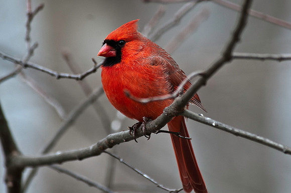 Cardinal