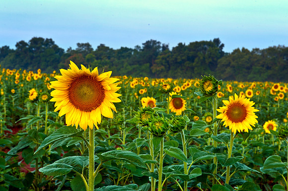 Sunflowers Just Before the Sun Rose and Lit Them Up