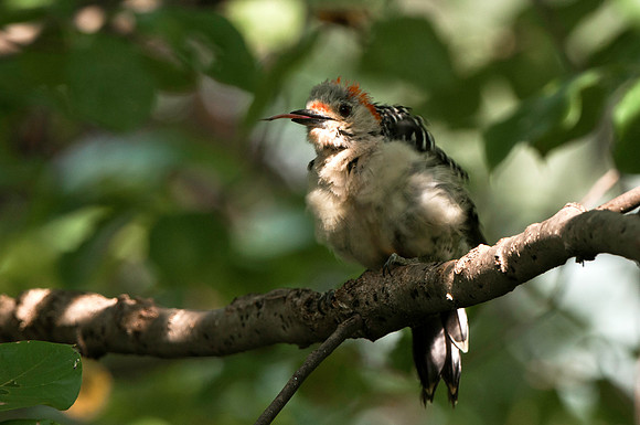 Red Bellied Woodpecker with Tongue Out