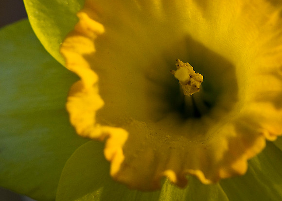 Daffodil