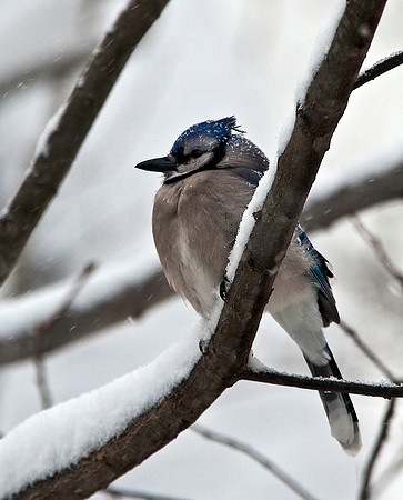 Blue Jay during Snowfall
