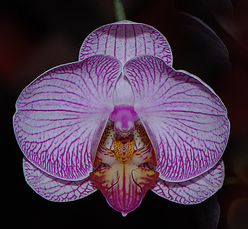 Orchid