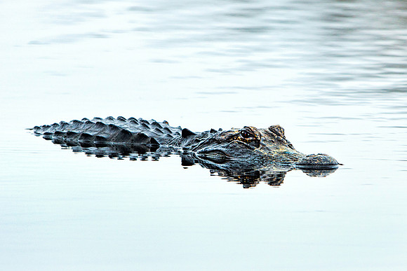 Gator in Prairie Canal