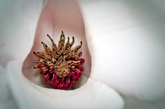 The Heart of a Tuliptree Flower