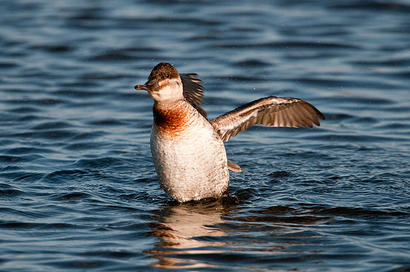 Ruddy Duck
