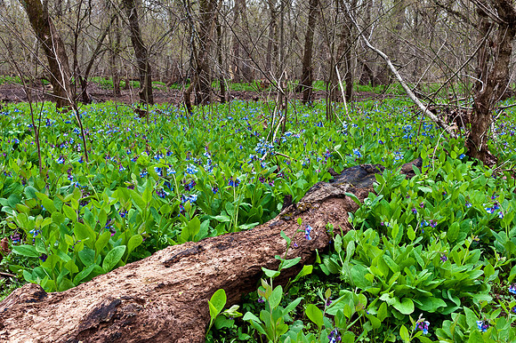 Virginia Bluebells at Merrimac Farm Wildlife Management Area, VA