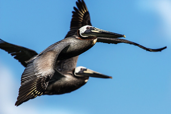 Pelicans Flying