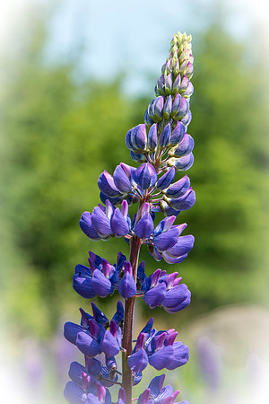 Single Lupine