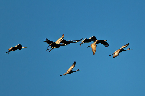 Sandhill Cranes Flying