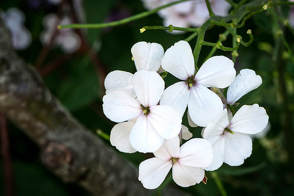 Watercress Flowers
