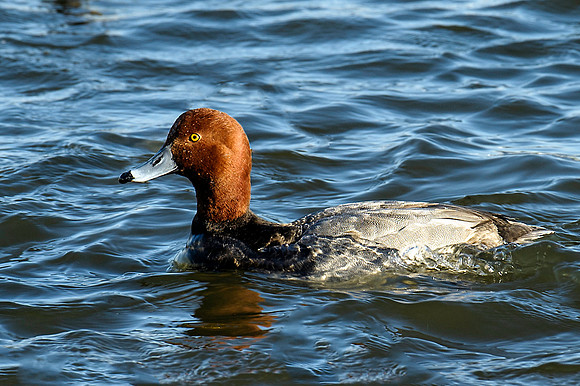 Redhead Duck