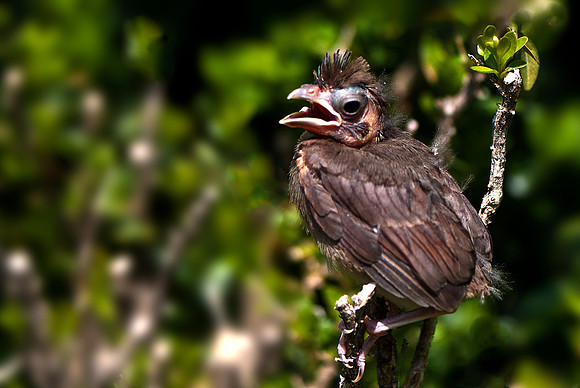 Cardinal Fledgling
