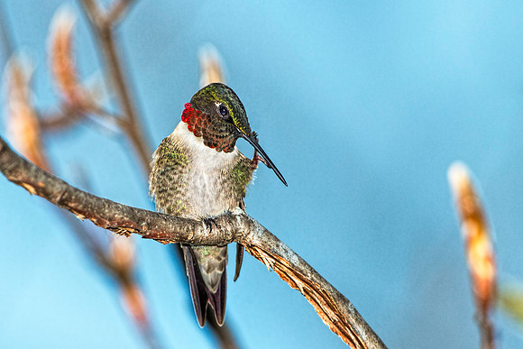Ruby-throated Hummingbird