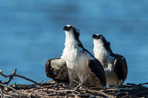 Pair of Osprey Watching an Eagle