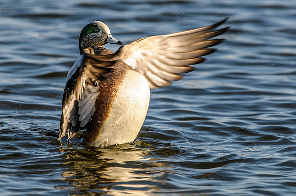 American Wigeon